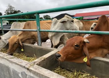 Rumah Pemotongan Hewan