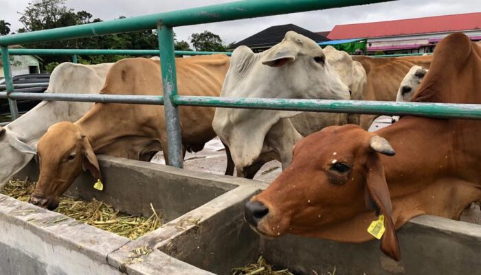 Tahun Ini, Dinas Pertanian Padang Targetkan 4.200 Kelahiran Anak Sapi