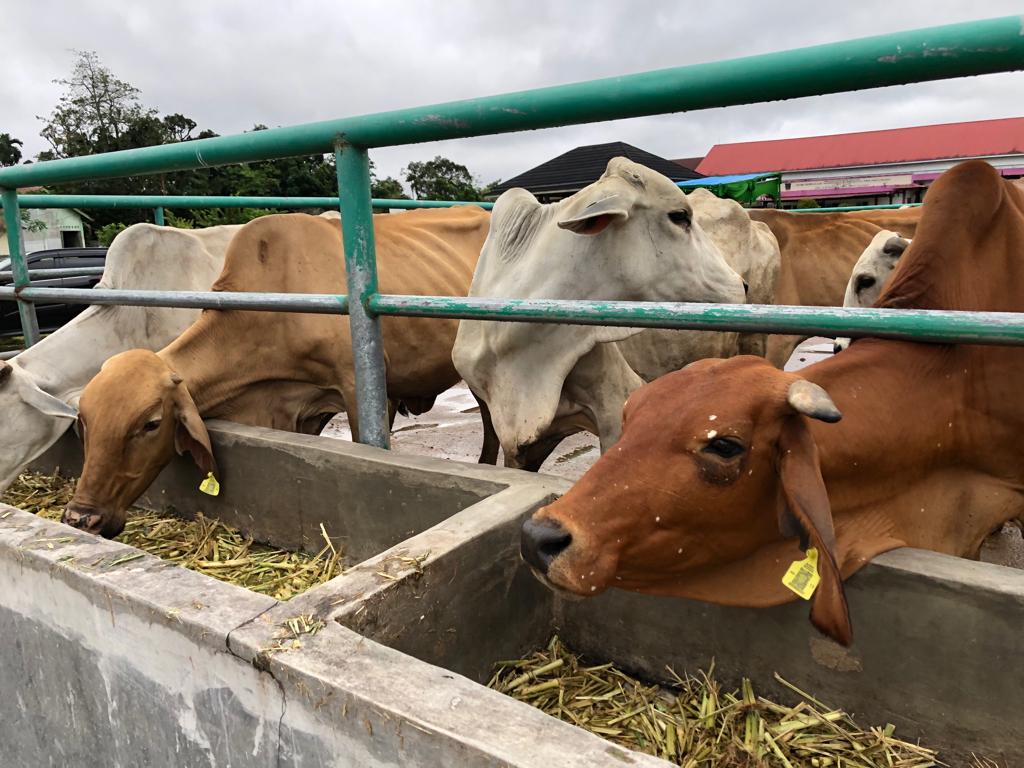 Rumah Pemotongan Hewan