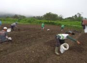 Persiapan Kebutuhan Sembako saat Idul Fitri, Keltan Tuah Sepakat Jorong Sikaladi Tanam Bawang Merah Unggul