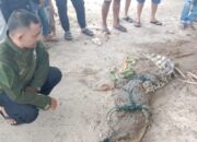 Seminggu Berkeliaran di Sungai Dekat Permukiman, Buaya Muara 2,5 Meter Ditangkap Warga Parupuak Tabing