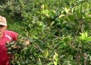 Jeruk Yelsy Farm di Nagari Andaleh Digemari Hingga Provinsi Tetangga