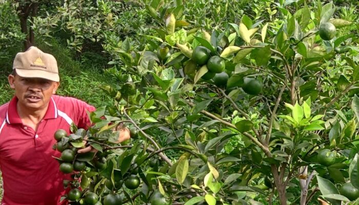Jeruk Yelsy Farm di Nagari Andaleh Digemari Hingga Provinsi Tetangga