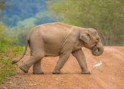 Sosialisasi dan Edukasi Harus Terus Dimasifkan untuk Cegah Konflik Gajah dengan Manusia