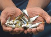 Cegah Kepunahan Ikan Bilih Singkarak, Alat Tangkap Bagan Apung Dirazia