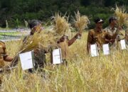 Nagari Lawang Panen Raya Padi Organik