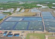 Produksi Udang Vaname di Sumbar pada Tahun 2022 Capai 5.000 Ton