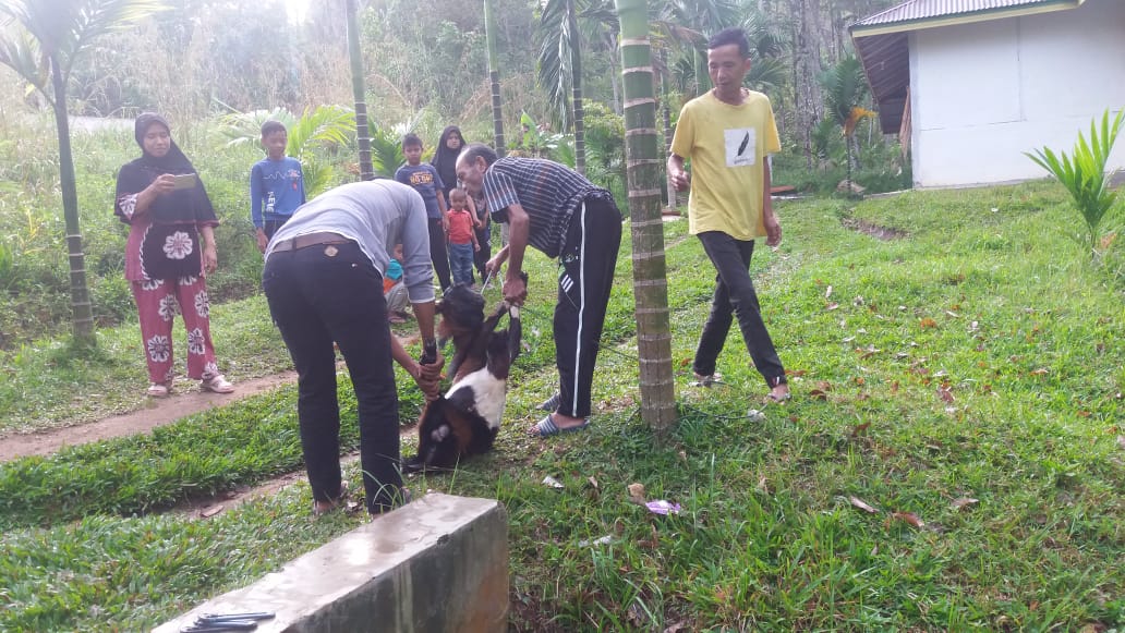 Warga Jorong Koto Gadang memotong kambing menyambut kedatangan Wakil Ketua Komisi V DPRD Sumbar yang melaksanakan agenda safari Ramadan di daerah tersebut. IST