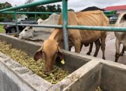 Jelang Lebaran, Pemotongan Sapi di RPH Meningkat 2 Kali Lipat