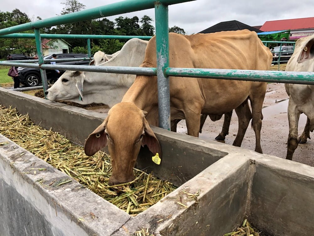 Jelang Lebaran, pemotongan sapi meningkat dua kali lipat. Ternak sapi di RPH Padang. DARWINA