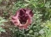 Camat Pauh Kota Padang Imbau Warga Jaga Bunga Bangkai