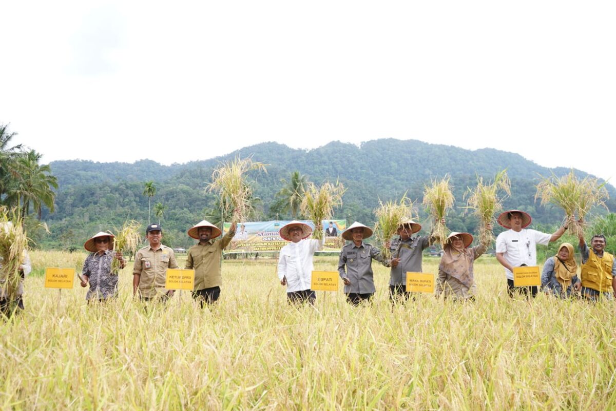 Saat panen raya bersama Pemkab Solsel beberapa waktu lalu. Pertanian menjadi salah satu sektor yang diunggulkan Solok Selatan. IST