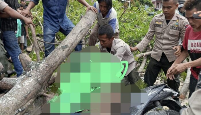 Badai Lalu Terjang Kota Padang, 1 Korban Tewas Ditimpa Pohon Tumbang