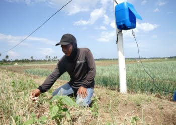 Inovasi PLN Berhasil Tekan Biaya Operasional Petani Bawang di Bantul Hingga 90 Persen