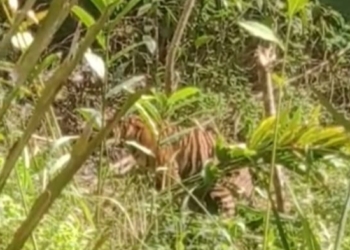 Harimau Sumatera Muncul di Pemukiman Masyarakat Tanjung Beringin Pasaman