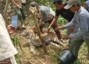 Seekor Harimau Sumatra Mati Kena Jerat Babi di Jorong Tikalak