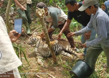Seekor Harimau Sumatra Mati Kena Jerat Babi di Jorong Tikalak