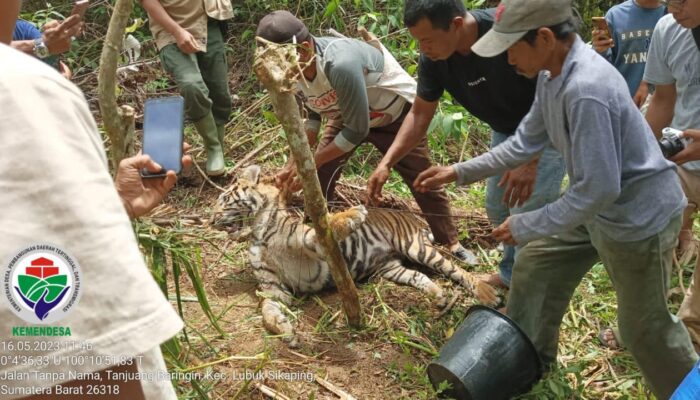 Seekor Harimau Sumatra Mati Kena Jerat Babi di Jorong Tikalak