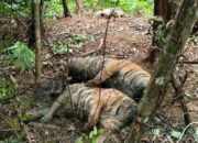 Buntut Kematian Harimau Sumatra, Warga Dilarang Pakai Jerat Babi