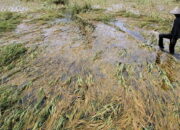 15 Hektare Lahan Petani Terendam Banjir di Sipisang