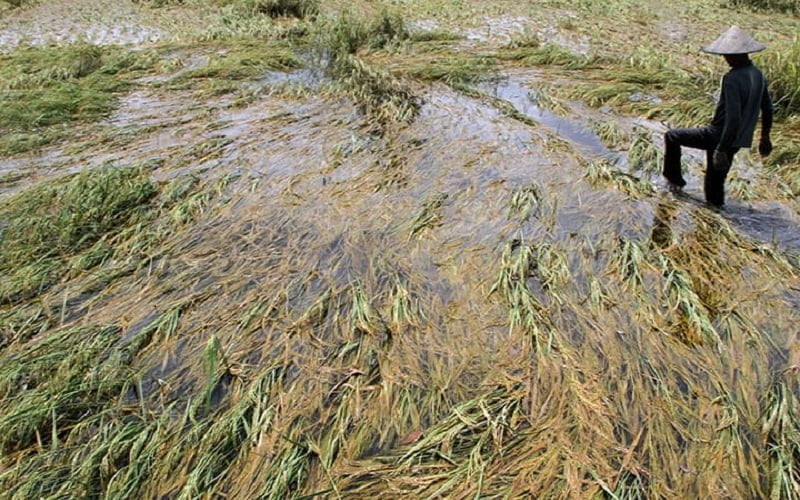 ilustrasi sawah diterjang banjir