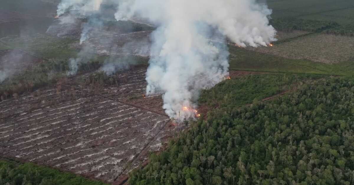 Kebakaran di kawasan hutan produksi di Kecamatan Silaut, Pesisir Selatan, Sumatera Barat, Rabu (24/5). Kebakaran diduga sengaja dilakukan warga untuk membuka lahan baru kebun kelapa sawit. IST