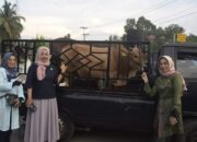 Kerbau dan Sapi Terbaik Sawahlunto Ikut Kontes Ternak PENAS Tani XVI 2023 Padang