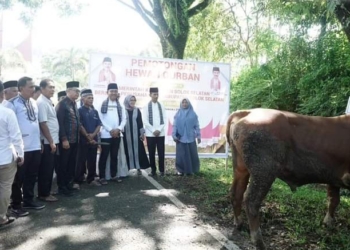 Pemkab Solok Selatan Sembelih 41 Ekor Sapi dan 2 Ekor Kambing Kurban