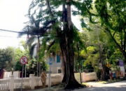 Mari Cintai Lingkungan Sekitar, Wako Padang Ajak Warga Ikut Menjaga Pohon Pelindung