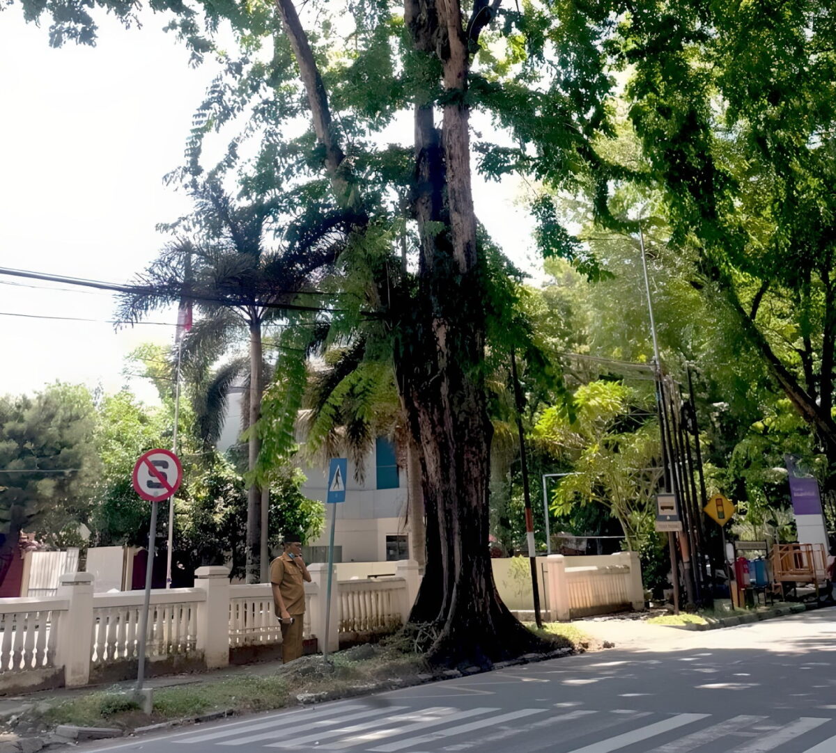 Wali Kota Padang Hendri Septa, saat meninjau kondisi pohon pelindung di Kota Padang, Selasa (6/6). IST