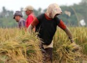 BPS Rilis Harga Gabah Per Mei 2023, Tertinggi di Kabupaten Solok Rp7.666, Terendah di Pasaman Rp5.500