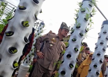 Kaum Petani Sumbar Masih Didominasi Generasi Tua