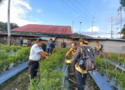 Kunjungi Nagari Sungai Abu, Rombongan Asal Jepang Terpesona Eko Wisata Aie Angek dan Karang Batonggak
