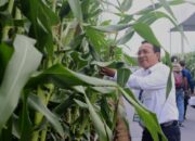 Pertama di Indonesia! Syngenta Luncurkan Benih Jagung Bioteknologi di Acara Penas Tani XVI