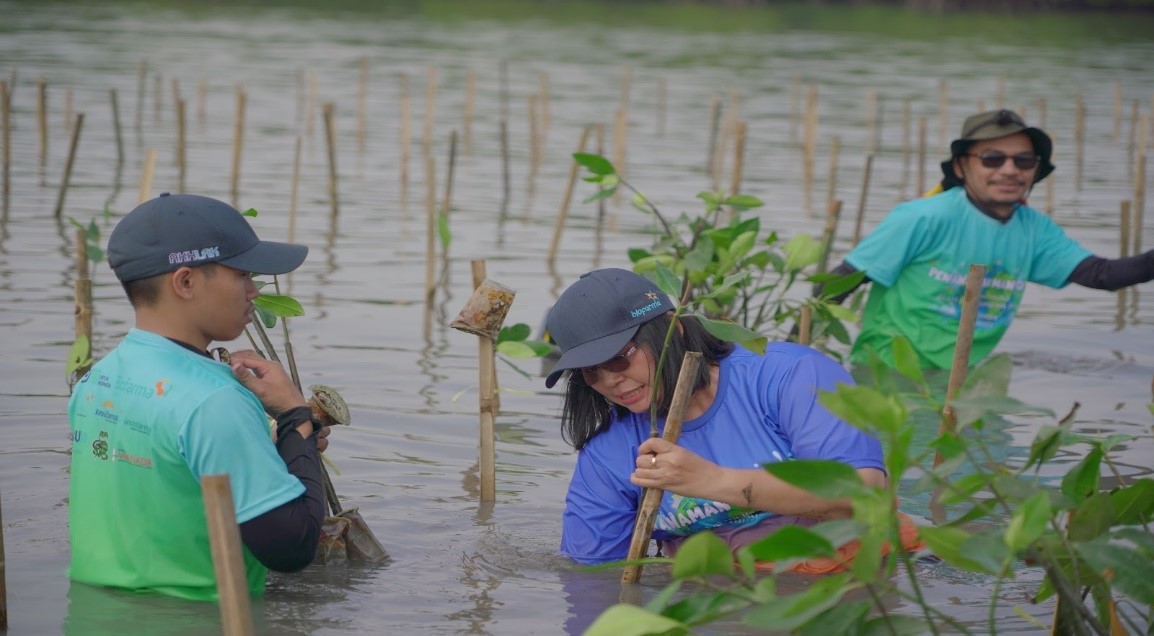 Direktur Human Capital Bio Farma, Endang Suraningsih beserta 200 karyawan Biofarma Group Sedang melakukan penanaman bibit mangrove di Desa Mayangan Kab. Subang (17/6). Kegiatan ini dilaksanakan untuk memperingati Hari Lingkungan Hidup dan Laut tahun 2023.DOK AFRIANITA