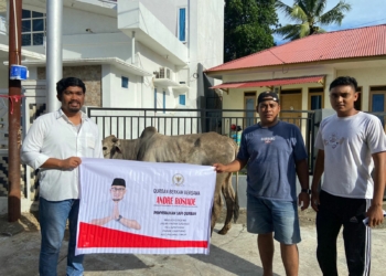 Salurkan Sapi Kurban, Megri Ajak Pemuda Jadikan Iduladha Momen Tingkatkan Kepedulian