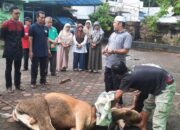ASN Kankemenag Padang Sembelih Tiga Sapi Kurban