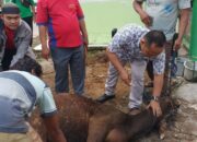 MAN 3 Padang Sembelih Dua Sapi Kurban