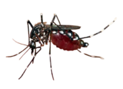 Nias Selatan Nyatakan Darurat Wabah DBD dan Malaria, Delapan Orang Meninggal Dunia