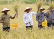 Program AUTP Lindungi Kerusakan Padi Petani di Solok Selatan