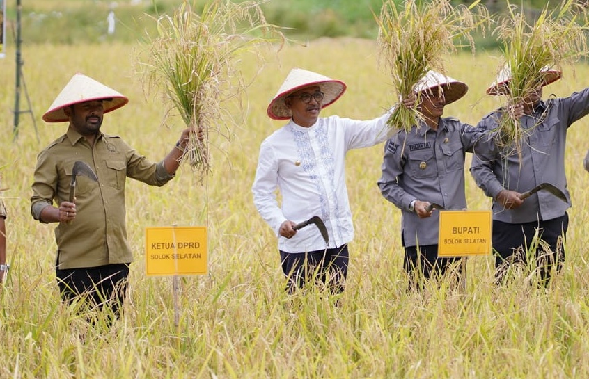 Panen padi bersama Pemkab Solsel beberapa waktu lalu. Pertanian menjadi sektor terbesar yang berkontribusi dalam pertumbuhan ekonomi Solsel. IST