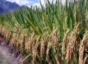 Begini Cara Dinas Pertanian Padang Tingkatkan Produksi Beras