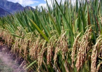 Defisit APBD, Kondisi Surplus Padi di Sijunjung Semakin Tergerus