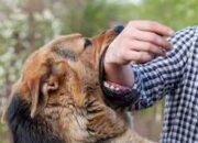 2.291 Kasus Gigitan Hewan Penular Rabies di Sumbar, Kabupaten Lima Puluh Kota Tertinggi dan Mentawai Terendah