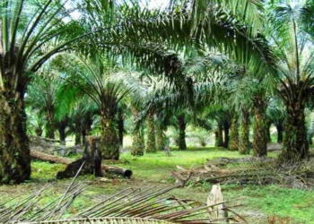 550 Hektare Lahan Sawit Masyarakat Pessel Diremajakan Tahun Ini