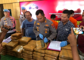 Polres Pariaman Gagalkan Peredaran 77 Paket Besar Ganja