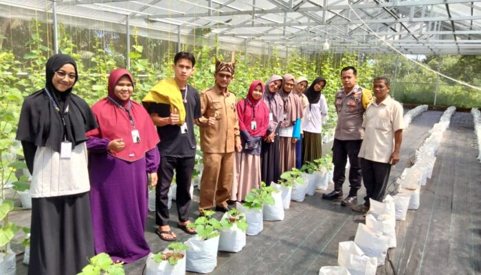 Mahasiswa S2 Universitas Taman Siswa Padang Berhasil Budidaya Melon Madu di Nagari LNP Padang Pariaman