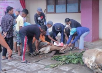 Keluarga Besar UPGRISBA Kurban 12 Ekor Sapi, Ratusan Kupon Dibagikan ke Masyarakat