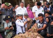 Menakar Kejayaan Bawang Merah Kabupaten Solok