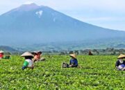 Rumuskan Master Plan Smart City, Solok Selatan Selangkah Lagi Makin Maju